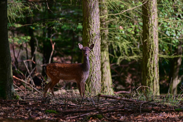 Cute female of fallow deer doe ,,dama dama,, on wilderness of Carpathian forest, Slovakia
