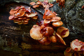 Closeup of Mushrooms on Tree