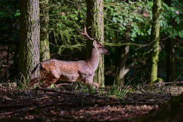Beautiful fallow deer ,,stag dama dama,, on wilderness of Carpathian forest, Slovakia