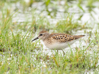 A juvenile Least Sandpiper feeding in flooded grassland