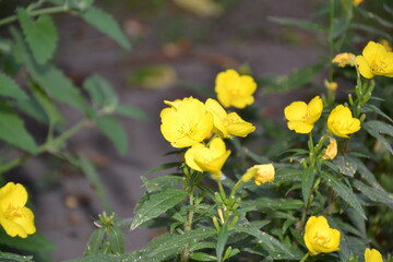 This image showcases vibrant yellow flowers in full bloom, surrounded by green foliage. The petals are delicate and bright, standing out against a blurred earthy background, creating a natural and ser