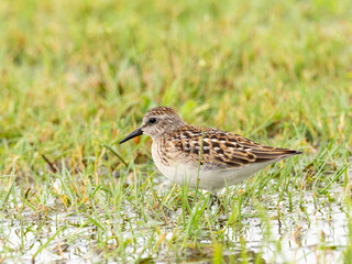 A juvenile Least Sandpiper feeding in flooded grassland