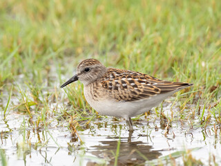 A close up of a juvenile Least Sandpiper feeding in flooded grassland