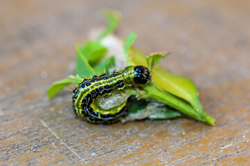 Nahaufnahme des gefräßigen Buchsbaumzünsler, Stadium Raupe.