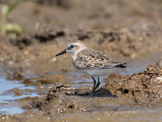 A juvenile Semipalmated Sandpiper standing on a wet, marshy edge