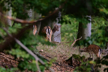 Cute female of fallow deer doe ,,dama dama,, on wilderness of Carpathian forest, Slovakia