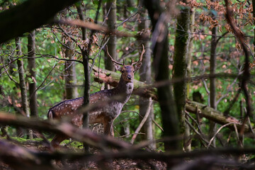 Beautiful fallow deer ,,stag dama dama,, on wilderness of Carpathian forest, Slovakia