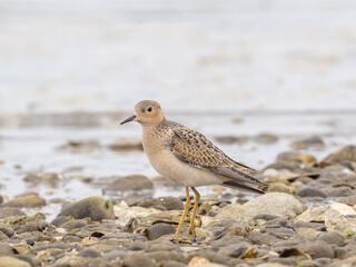 A juvenile Buff-breasted Sandpiper  standing on a sandy, pebbly beach