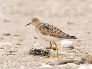 A juvenile Buff-breasted Sandpiper  standing on a sandy, pebbly beach