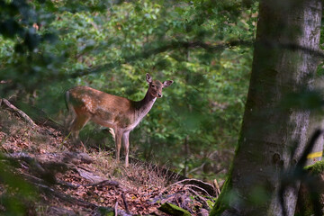 Cute female of fallow deer doe ,,dama dama,, on wilderness of Carpathian forest, Slovakia