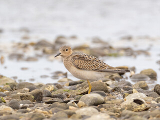 A juvenile Buff-breasted Sandpiper  standing on a pebbly beach