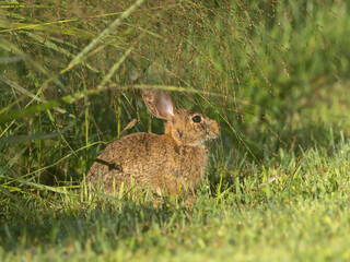 An Eastern Cottontail rabbit sitting hidden at a grassy edge