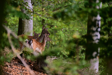 Cute female of fallow deer doe ,,dama dama,, on wilderness of Carpathian forest, Slovakia