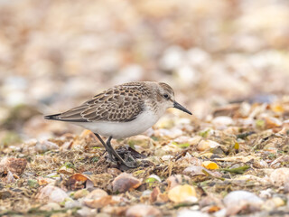 A juvenile Semipalmated Sandpiper standing amongst shingle at the shore