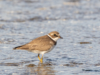 An adult Semipalmated Plover in basic, non-breeding plumage standing in shallow water