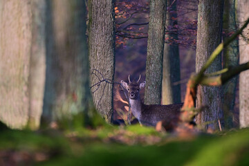 Beautiful fallow deer ,,stag dama dama,, on wilderness of Carpathian forest, Slovakia
