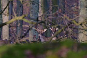 Beautiful fallow deer ,,stag dama dama,, on wilderness of Carpathian forest, Slovakia