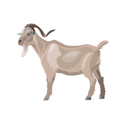 White goat standing side view. Vector illustration