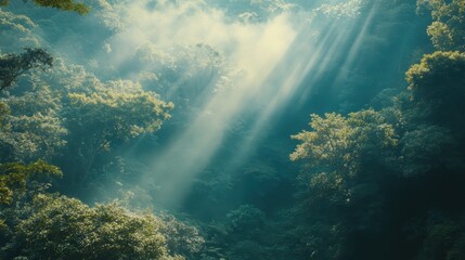 Sunbeams Illuminate Misty Forest Canopy Trees Green