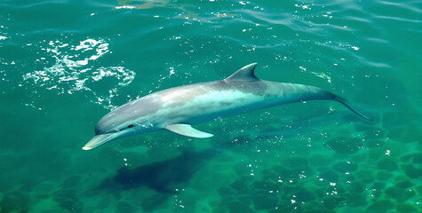 Obraz premium dolphin swimming clear turquoise water rare species of animals 