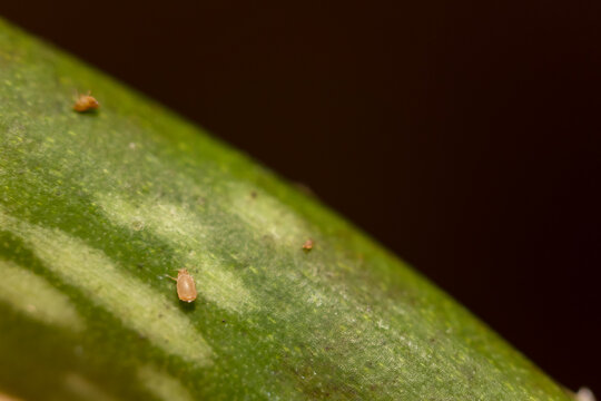 Blattl&auml;use auf einer Pflanze.