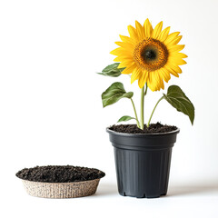 DIY Sunflower Growing Kit with Seeds, Compact Soil Disc, and Decorative Pot..
