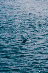 Naklejka premium An Arctic tern flying gracefully over the rippling waters in South Iceland..