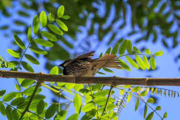Nahaufnahme eines Kanarenpieper (Anthus berthelotii), einen Stelzenvogel auf den Kanaren. 