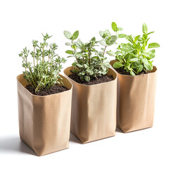Fototapeta premium Herb Seed Set with Thyme, Rosemary, and Mint in Compact Packets