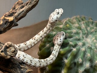 snake in a tree