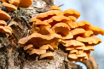 photograph with bright yellow mushrooms on an old tree trunk, close-up view