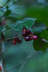 Coffee beans bear fruit on trees in farms and gardens. Raw coffee beans in the production season.