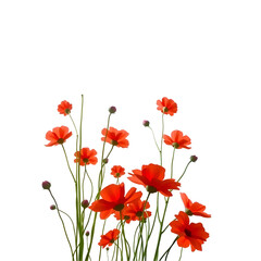 red poppies isolated on white