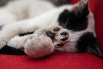 Adorable black-and-white cat sleeping peacefully, curled up on a red sofa