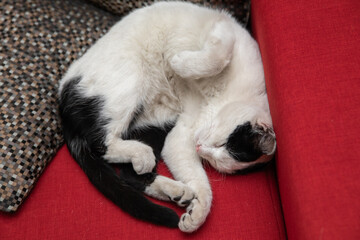 Adorable black-and-white cat sleeping peacefully, curled up on a red sofa