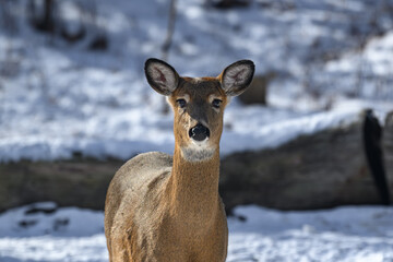 Whitetail deer during a snowy winter in Windsor in Upstate NY. Deer brave the cold and snow here in woods around our home.