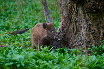 Wild boar ,, sus scrofa ,, on its natural environment, Danubian wetland, Slovakia