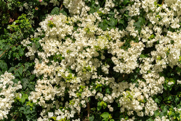 Obraz premium White bougainvillea flowers in full bloom with lush green foliage