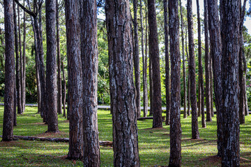 Group of trees on green grass