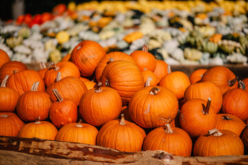 Vielfalt an grünen und orangen Kürbissen – Hokkaido und andere Kürbissorten, Herbstliche Ernte in rustikalem Ambiente, interessante Gewächse, formen und großen
