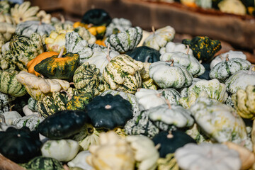 Vielfalt an grünen Kürbissen – Herbstliche Ernte in rustikalem Ambiente, interessante Gewächse, formen und großen