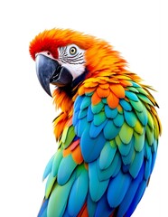 Fototapeta premium Vibrant Scarlet Macaw Portrait Against White Background A Stunning Closeup of a Tropical Bird