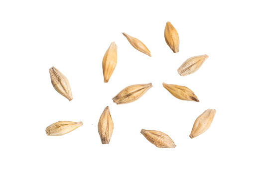 barley grains on a white background	
