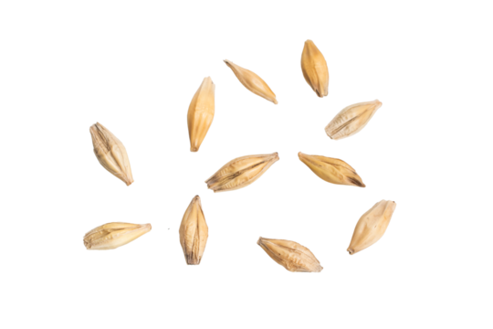 barley grains on a white background	