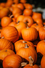Herbstliche Kürbisse auf rustikalem Marktstand, Hokkaido
Kürbis 