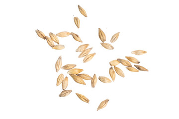 barley grains on a white background	