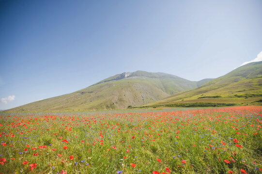 mountain landscape with flowers and mountains in summer near Castelluccio di Norcia in Umbria in Italy