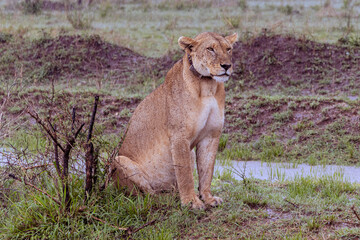 Female lion with leather gps collar scanning the savannah envirionment in Serengeti in Tanzania, East Africa