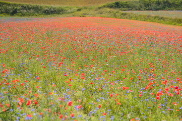 field of red poppies in summer near Castelluccio di Norcia in Umbria in Italy