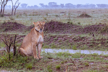 Female lion with leather gps collar scanning the savannah envirionment in Serengeti in Tanzania,...